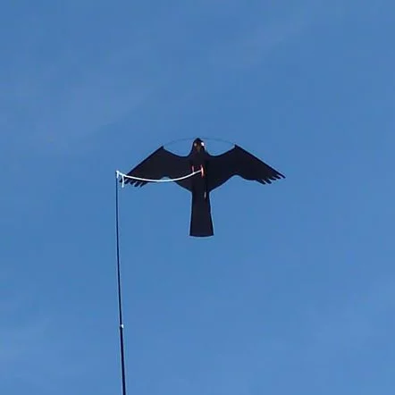 Måkejager drage/hauk